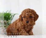 Small #2 Goldendoodle (Miniature)