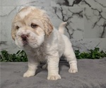 Small #6 Cocker-Pei