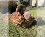 Small Photo #2 American Bully Puppy For Sale in NORTH HIGHLANDS, CA, USA