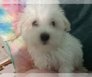 Maltese Puppy for sale in NEWPORT, PA, USA
