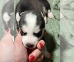 Puppy HULK Siberian Husky