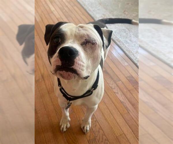 Medium Photo #1 American Pit Bull Terrier-Unknown Mix Puppy For Sale in Louisville, KY, USA