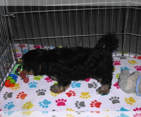 Medium Photo #2 Havashire Puppy For Sale in ORO VALLEY, AZ, USA