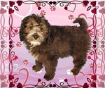 Puppy Michaelangelo Bernedoodle (Miniature)
