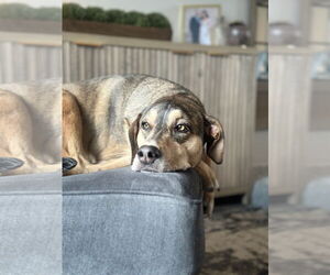 Retriever -Unknown Mix Dogs for adoption in Minneapolis, MN, USA