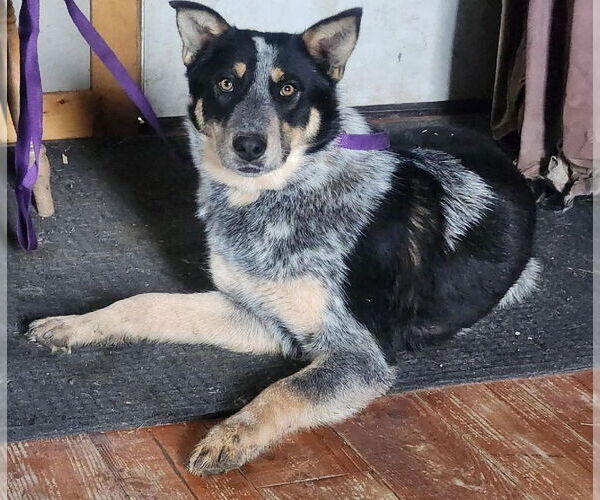 Medium Photo #2 Border Collie-Unknown Mix Puppy For Sale in Red Lodge, MT, USA