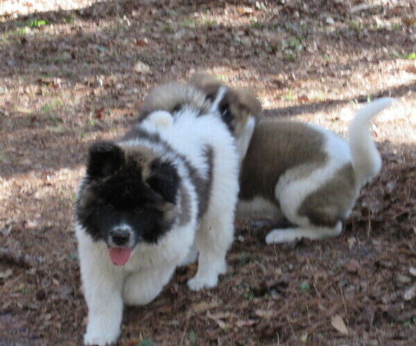 Medium Photo #4 Akita Puppy For Sale in INGLIS, FL, USA