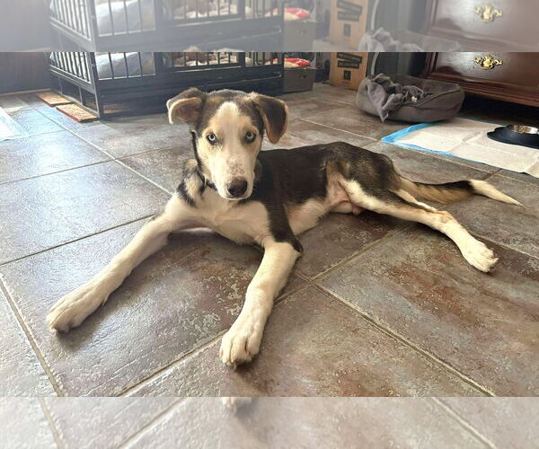 Medium Photo #6 Huskies -Unknown Mix Puppy For Sale in Boonton, NJ, USA