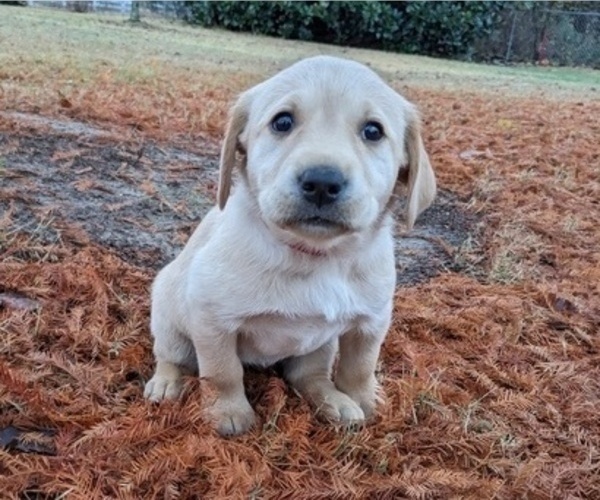 Medium Photo #5 Labrador Retriever Puppy For Sale in HIGDON, AL, USA