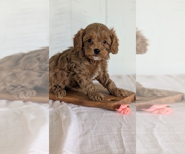 Medium Photo #54 Cavapoo (Miniature) Puppy For Sale in GOSHEN, IN, USA
