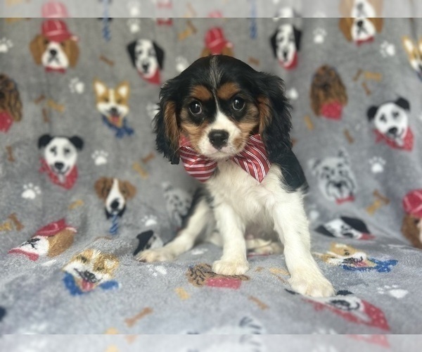Medium Photo #6 Cavalier King Charles Spaniel Puppy For Sale in LAKELAND, FL, USA