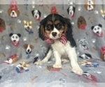 Small #5 Cavalier King Charles Spaniel