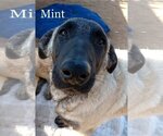 Small Photo #7 German Shepherd Dog-Unknown Mix Puppy For Sale in Apple Valley, CA, USA