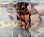 Small Photo #354 Yorkshire Terrier Puppy For Sale in AKRON, OH, USA