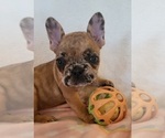 Small #2 French Bulldog