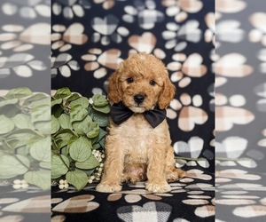 Goldendoodle (Miniature) Puppy for sale in QUARRYVILLE, PA, USA