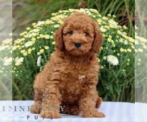 Goldendoodle (Miniature) Puppy for sale in EAST EARL, PA, USA