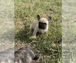 Small Photo #3 French Bulldog Puppy For Sale in MCALLEN, TX, USA