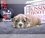 Small Photo #4 American Bully Puppy For Sale in TOPEKA, KS, USA