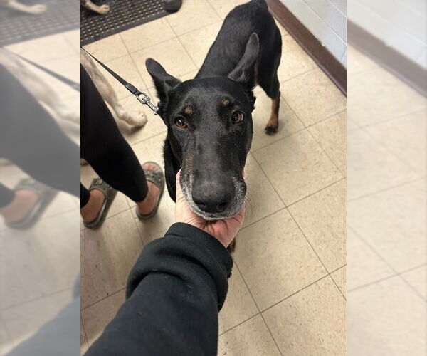 Medium Photo #1 Doberman Pinscher Puppy For Sale in Stockton, CA, USA