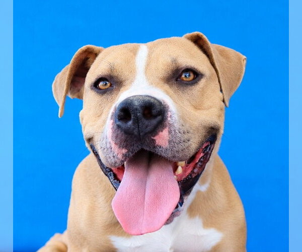 Medium Photo #1 Staffordshire Bull Terrier-Unknown Mix Puppy For Sale in Pasadena, CA, USA