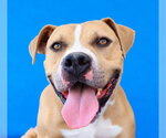 BOO BOO - Male Staffordshire Bull Terrier-Unknown Mix Dog for Adoption - Small photo