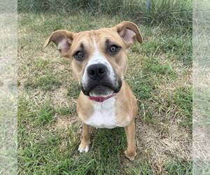 American Staffordshire Terrier-Unknown Mix Dogs for adoption in New Oxford , PA, USA