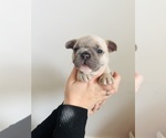 Puppy Tron French Bulldog