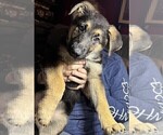 Small #8 German Shepherd Dog