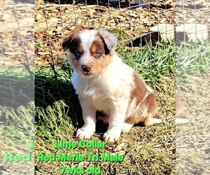 Medium Border Collie