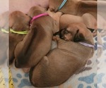 Small Photo #2 Rhodesian Ridgeback Puppy For Sale in OCEANSIDE, CA, USA