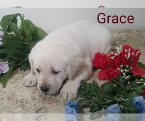 Labrador Retriever Puppy for sale in CATO, NY, USA