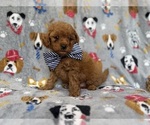 Small #5 Cavapoo (Miniature)