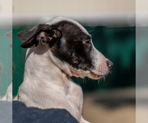 Bob - Male Mutt Dog for Adoption - Photo #2