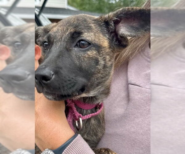 Medium Photo #20 Mutt Puppy For Sale in Brewster, NY, USA
