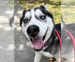 Small #1 Siberian Husky Mix