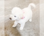 Small Photo #22 Great Pyrenees Puppy For Sale in MCALLEN, TX, USA