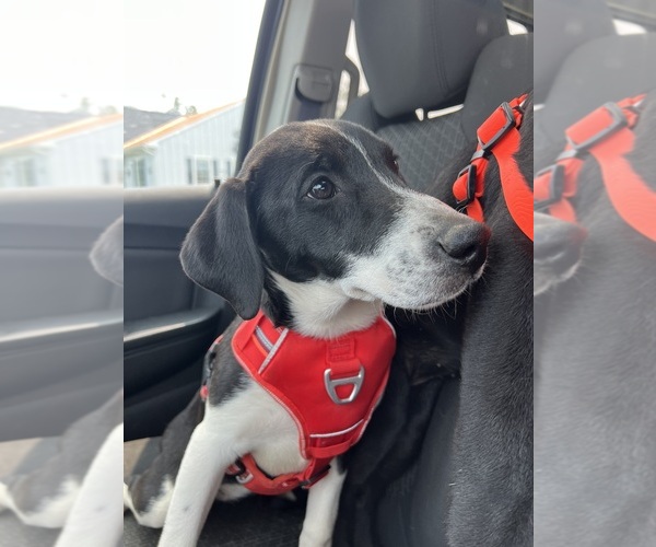 Medium Photo #1 American Foxhound-Pointer Mix Puppy For Sale in HANOVER, PA, USA