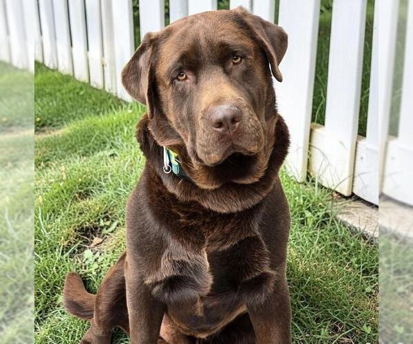 Medium Photo #1 Labrador Retriever Puppy For Sale in San Diego, CA, USA