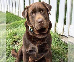 Labrador Retriever Dogs for adoption in San Diego, CA, USA