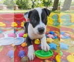 Small #3 Labrador Retriever Mix