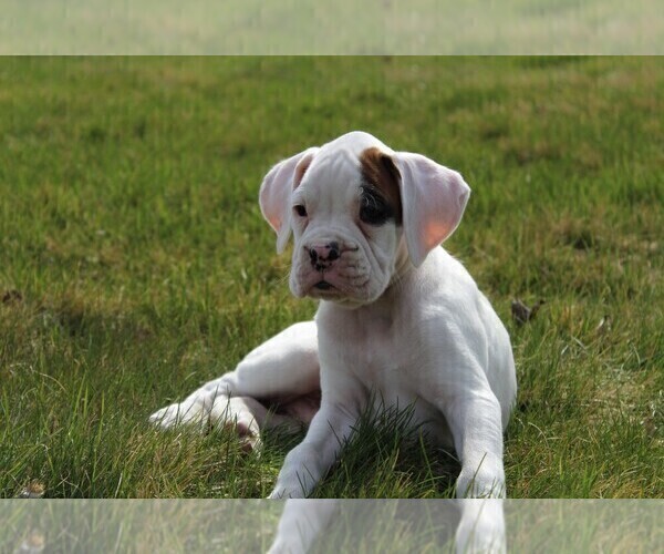 Medium Photo #7 Boxer Puppy For Sale in SHIPSHEWANA, IN, USA