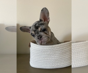 French Bulldog Dog for Adoption in OAK HILLS, California USA