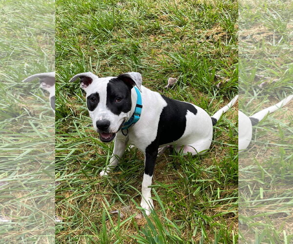 Medium Photo #33 American Pit Bull Terrier Puppy For Sale in Germantown, OH, USA