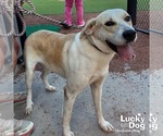 Small #5 Labrador Retriever-Retriever  Mix
