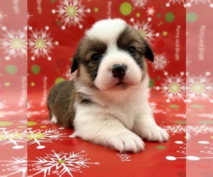 American Corgi Puppy for sale in FAIRBANK, IA, USA