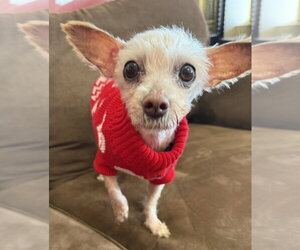 Maltese Dogs for adoption in Mundelein, IL, USA