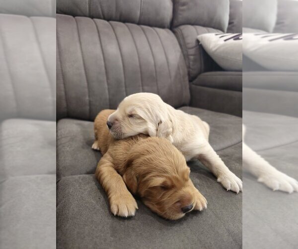 Medium Photo #2 Golden Retriever Puppy For Sale in SACRAMENTO, CA, USA