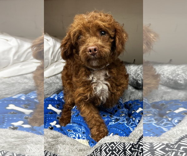 Medium Photo #2 Maltese Puppy For Sale in Pacolet, SC, USA