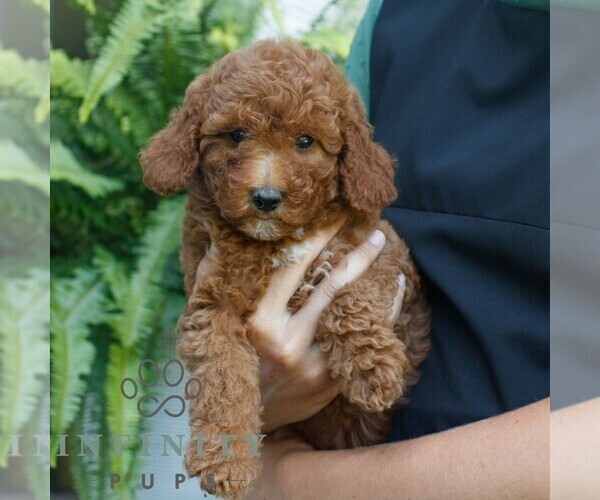 Medium Photo #3 Poodle (Miniature) Puppy For Sale in HONEY BROOK, PA, USA